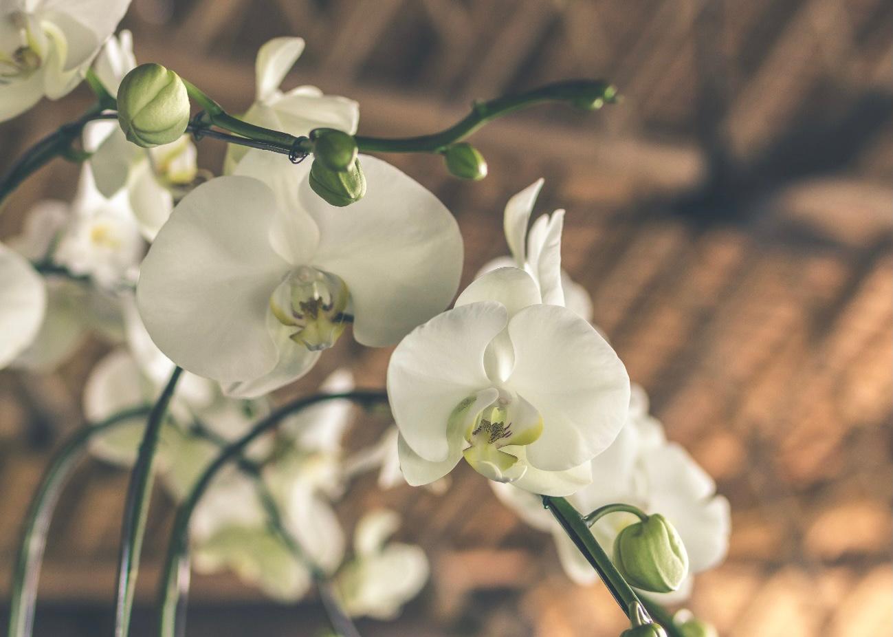 MAJESTIC FLOWERS: A FEW THINGS WE KNOW ABOUT ORCHIDS