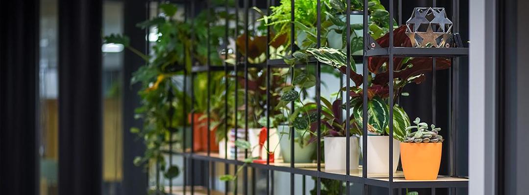 plants-for-offices-london
